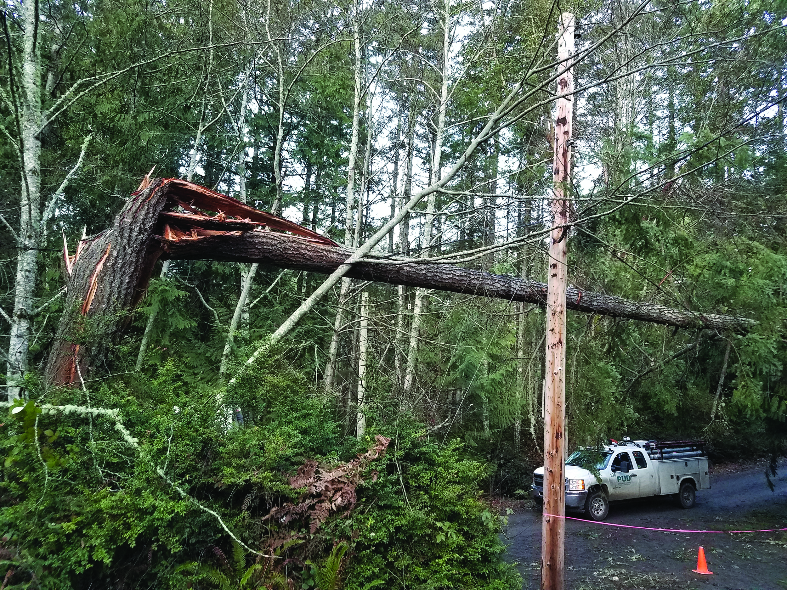 Fallen tree disrupts transmission lines